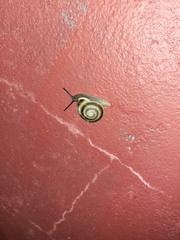 Caracolus marginella