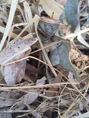 Eucalyptus macrocarpa