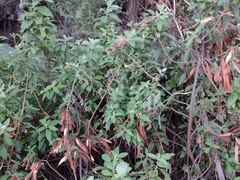 Pluchea carolinensis