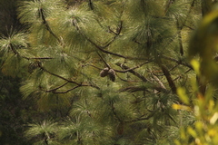 Pinus pseudostrobus