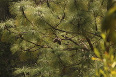 Pinus pseudostrobus