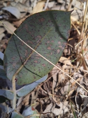 Eucalyptus macrocarpa