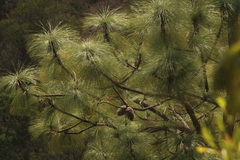 Pinus pseudostrobus