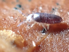 Entomobryoidea