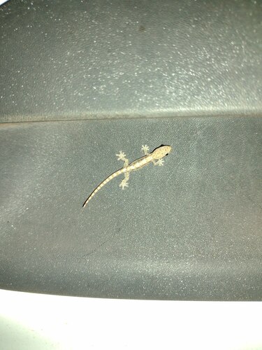 Lepidodactylus lugubris observed 2022-12-26