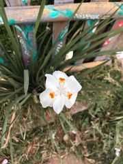 Dietes x 'nola alba'