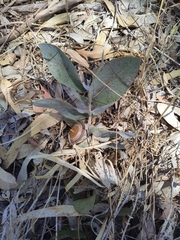 Eucalyptus macrocarpa