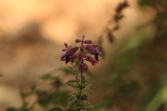 Salvia semiatrata