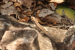 Sceloporus siniferus