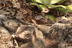 Sceloporus siniferus