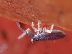 Entomobryoidea