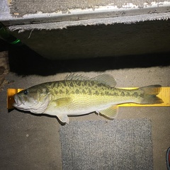 Micropterus henshalli