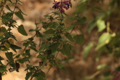 Salvia semiatrata