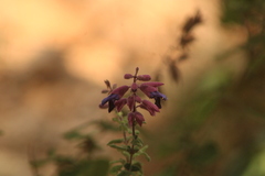 Salvia semiatrata