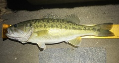 Micropterus henshalli