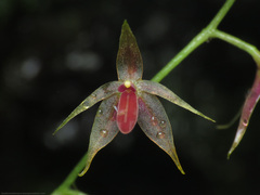Platystele consobrina
