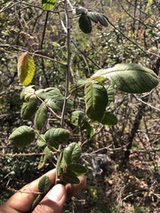Cercocarpus macrophyllus