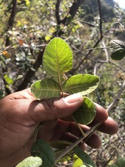 Cercocarpus macrophyllus