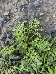 Oncosiphon pilulifer