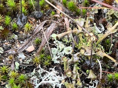 Cladonia pleurota