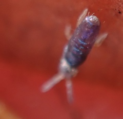 Entomobryoidea