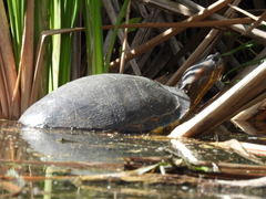 Trachemys ornata