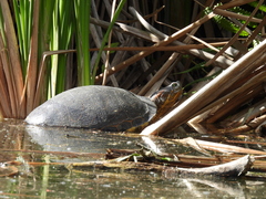 Trachemys ornata