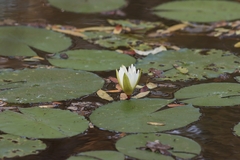 Nymphaea ampla