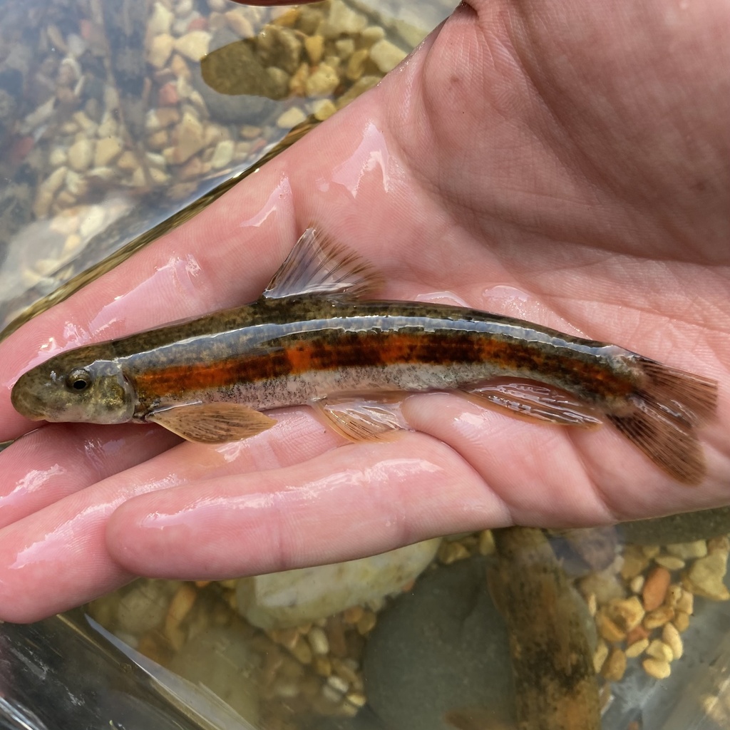 Rustyside sucker (Thoburnia hamiltoni) — Catostomidae