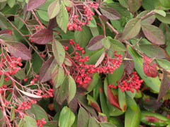 Cotoneaster coriaceus