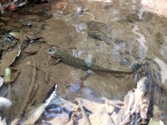 Desmognathus amphileucus