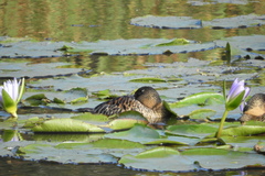 Thalassornis leuconotus