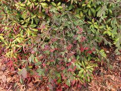 Cotoneaster coriaceus