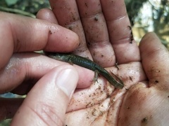 Desmognathus amphileucus