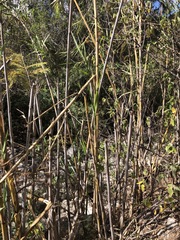 Arundo