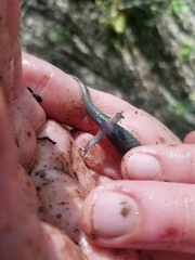 Desmognathus amphileucus