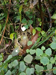 Thalictrum urbainii