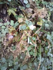 Thalictrum urbainii