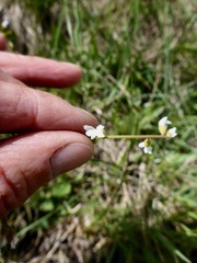 Conimitella williamsii
