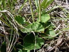 Conimitella williamsii
