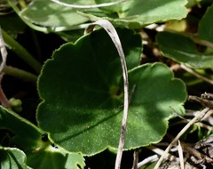 Conimitella williamsii