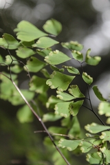Adiantum raddianum