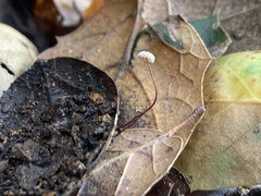 Collybiopsis quercophila