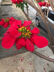 Euphorbia pulcherrima