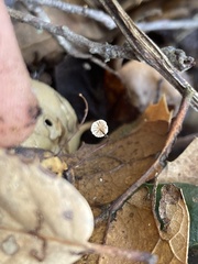 Collybiopsis quercophila