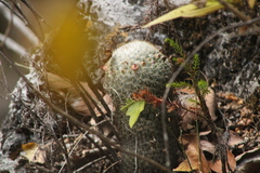 Mammillaria albilanata