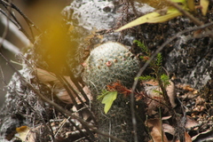 Mammillaria albilanata