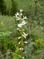 Conimitella williamsii