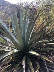 Agave vivipara