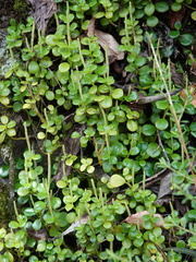 Peperomia urvilleana